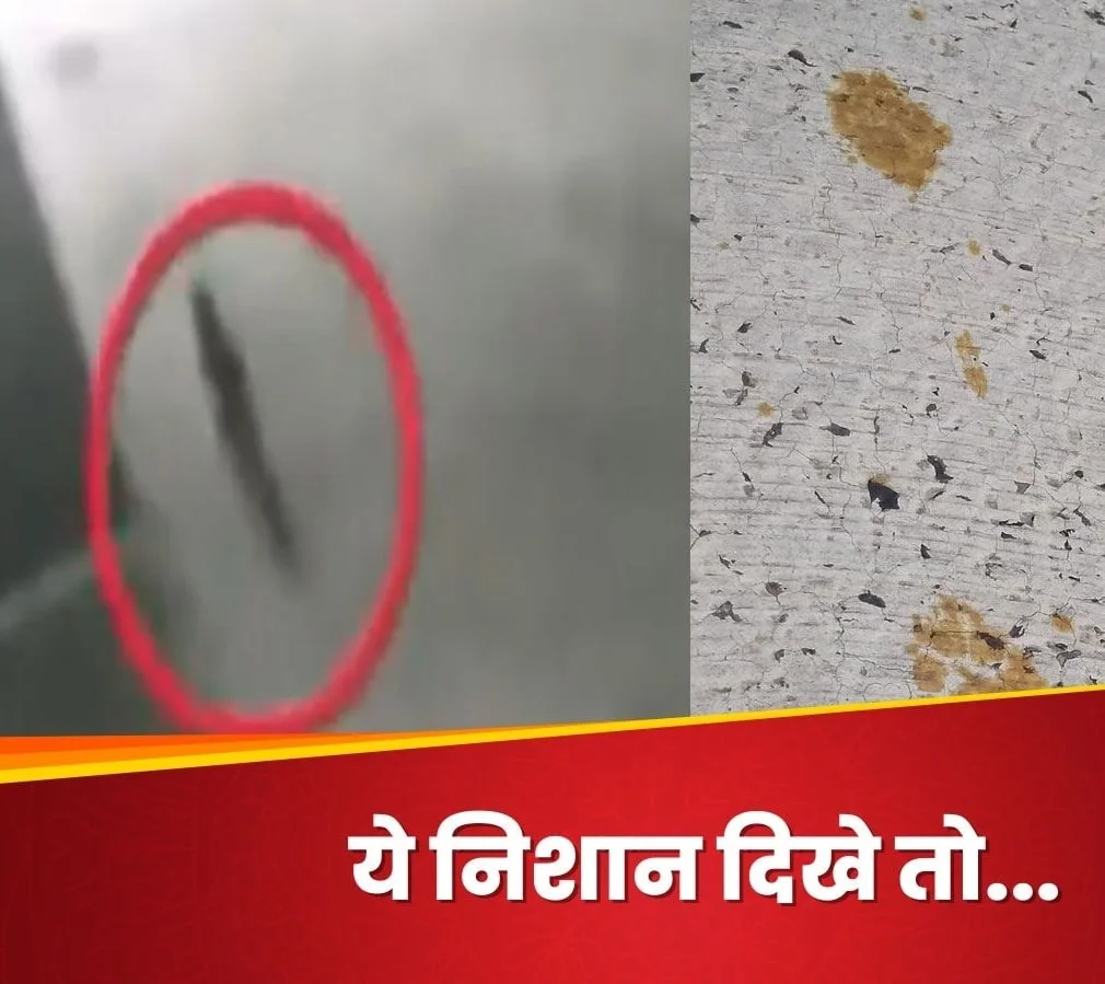 VIDEO: एक बिल्ली से देश में दहशत, पड़ गए जान के लाले; शहर में हाई अलर्ट