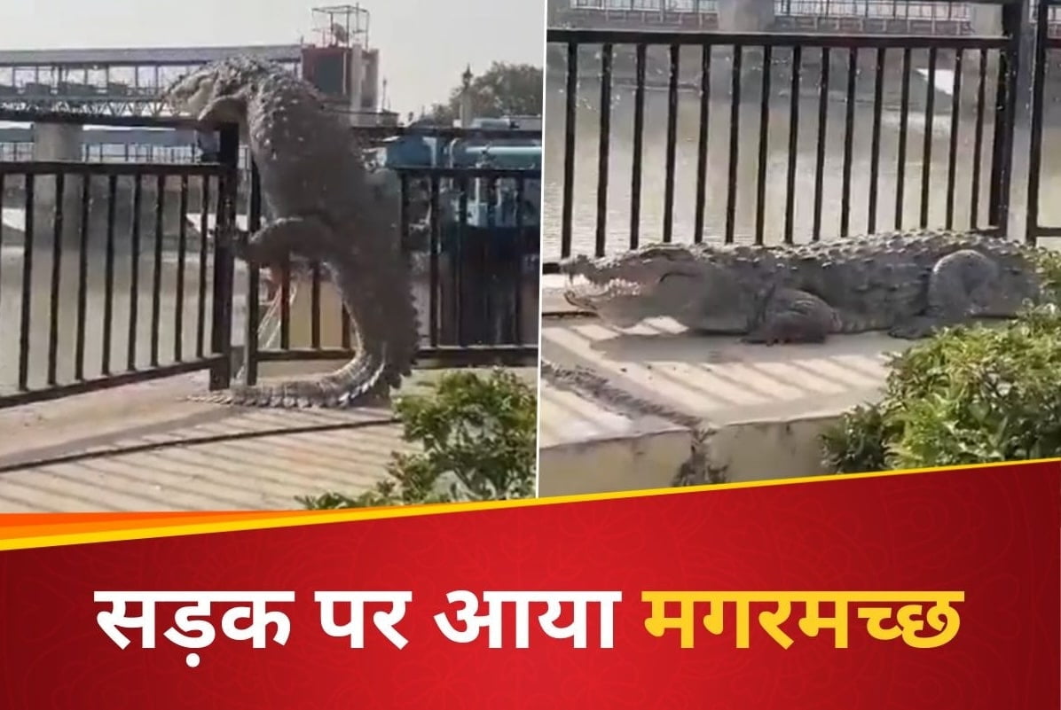 VIDEO: हे भगवान इतनी गर्मी! नहर से निकल पुल पर आया 10 फीट का मगरमच्छ, मची अफरा-तफरी